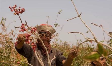 بسبب الحروب.. أسعار الفستق تسجل أعلى مستوى منذ 8 سنوات